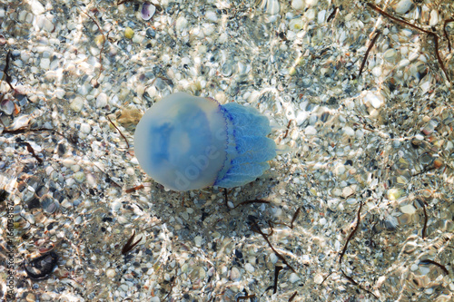 Jellyfish in sea photo