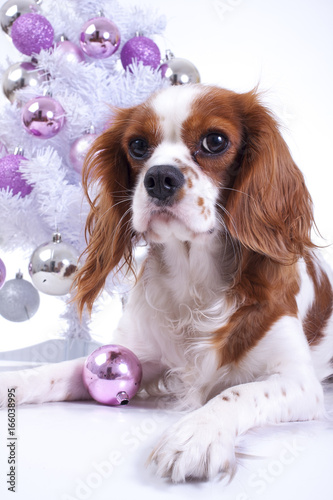 Christmas dog with christmas tree.