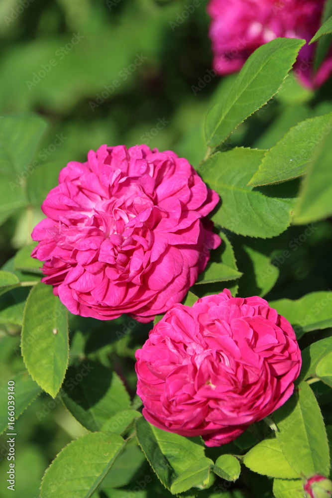 historische Rose historische Rose