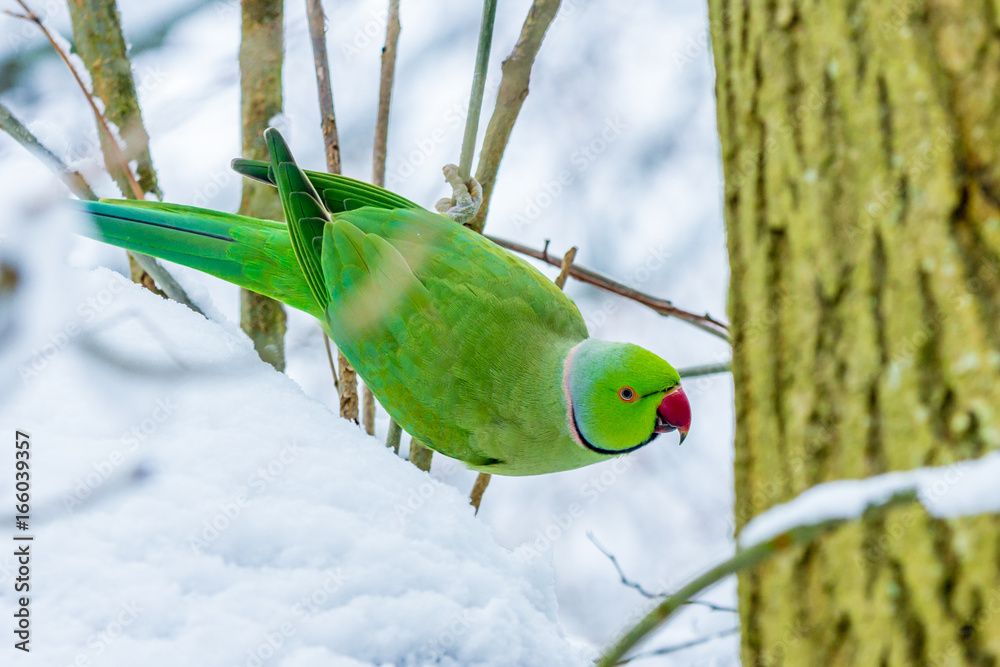 Obraz premium ring neck parakeet during snowy period in European winter