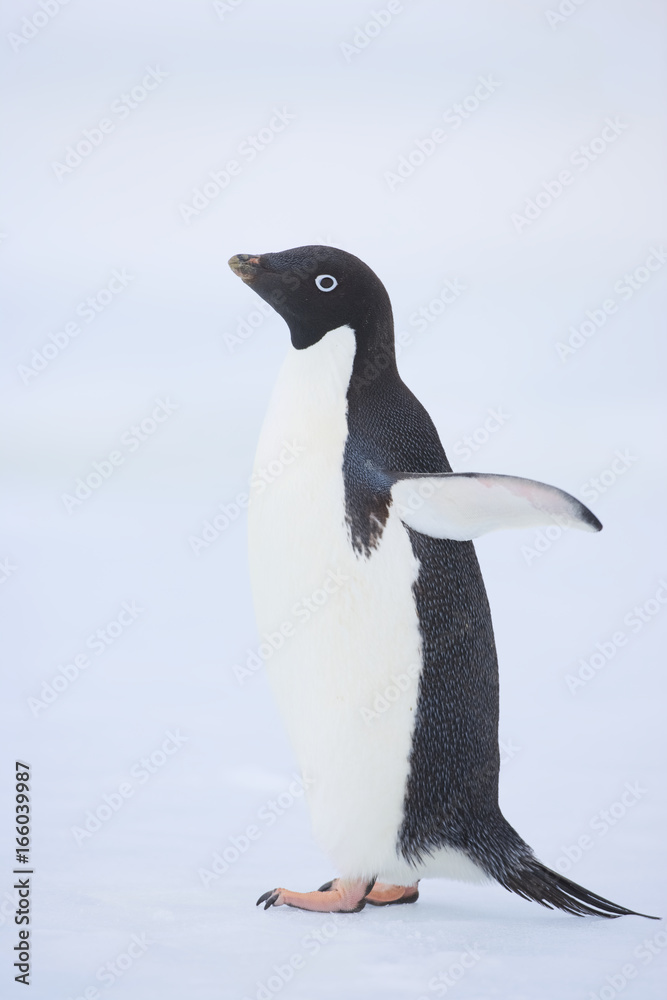 Obraz premium Adelie penguin (Pygoscelis adeliae)