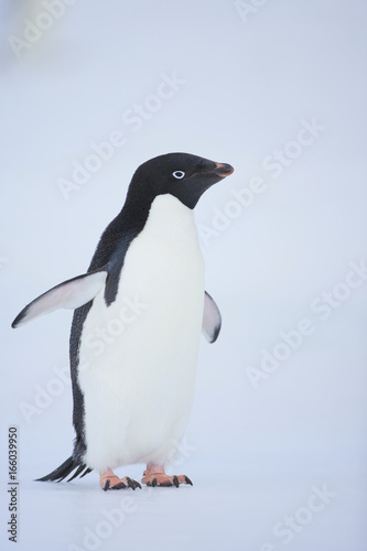 Adelie penguin (Pygoscelis adeliae)