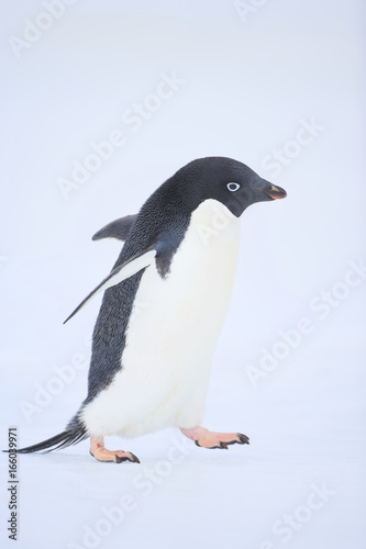 Adelie penguin  Pygoscelis adeliae 