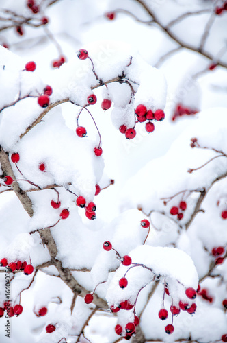 Hawthorn berries under snow