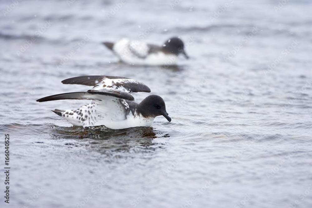 Fototapeta premium Pintado or Cape Petrel (Daption capense) on the ocean surface, Brown Bluff, Antarctica