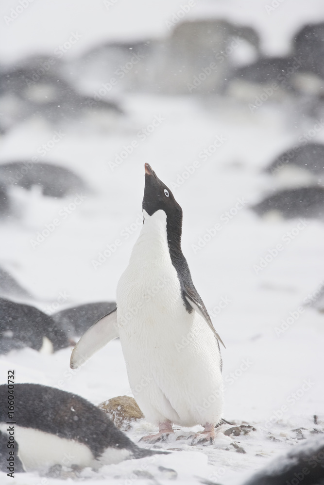 Obraz premium Adelie Penguin (Pygoscelis adeliae) ecstatic display in the snow during a storm, Brown Bluff, Antarctica.