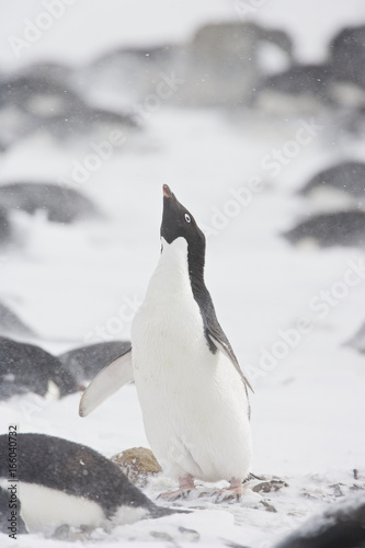 Adelie Penguin  Pygoscelis adeliae  ecstatic display in the snow during a storm  Brown Bluff  Antarctica.