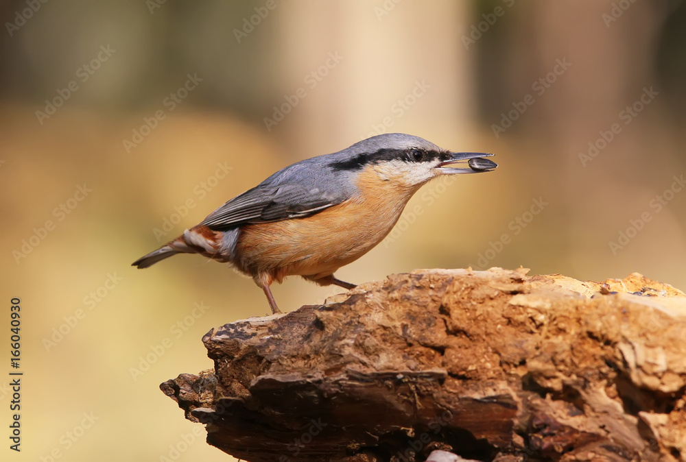 Unusual extra close up portrait of eurasian nuthatch with seed in beak. Unusual extra close up portrait of eurasian nuthatch with seed in beak.