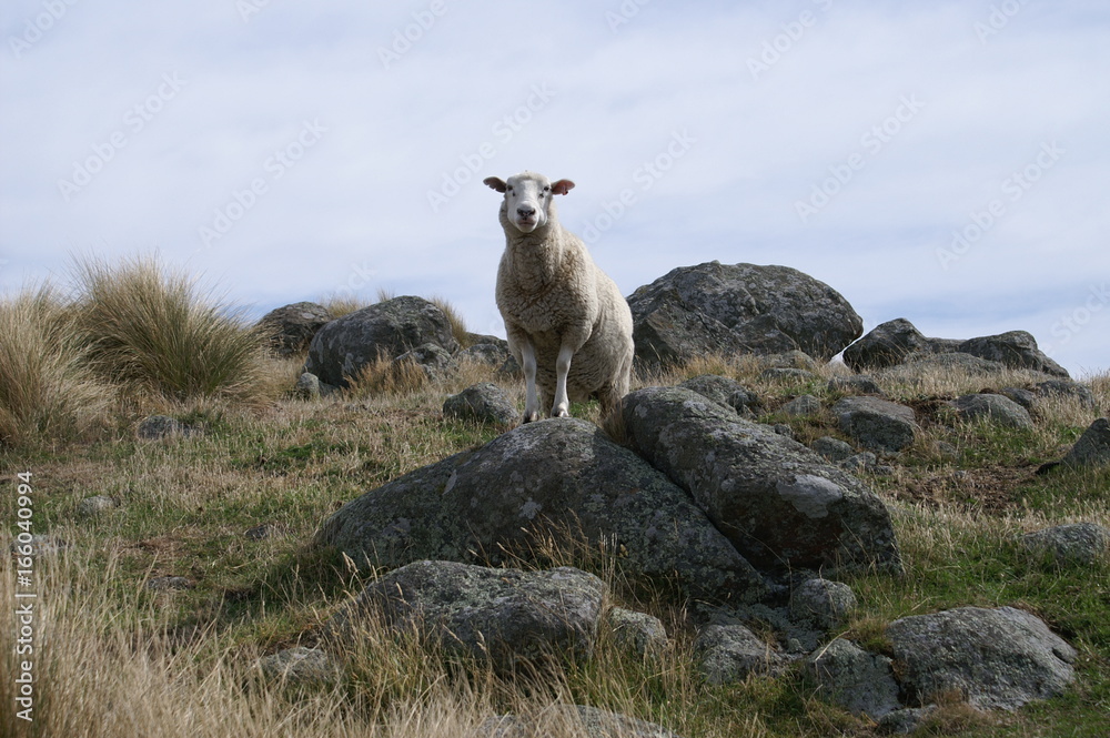 Naklejka premium Sheep 1