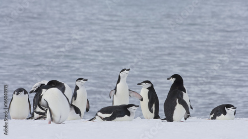 A Chinstrap Penguin (Pygoscelis antarctica) colony on Half Moon Island, South Shetland Islands, Antarctica