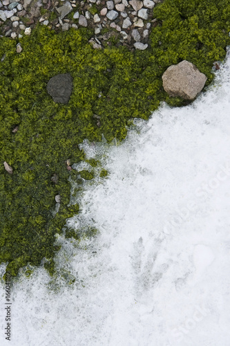 Antarctic vegetation and penguin prints in the snow, Penguin Island, South Shetland Islands, Antactica