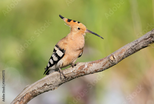 One hoopoe sitting on special branch.Photographed in soft morning light. 