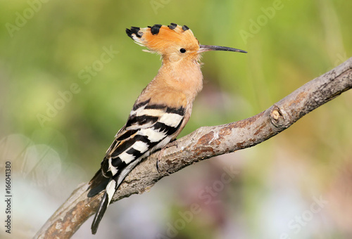 One hoopoe sitting on special branch and posing.