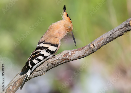 One hoopoe sitting on special branch and posing. © VOLODYMYR KUCHERENKO