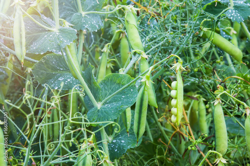 A plantation of peas at the field