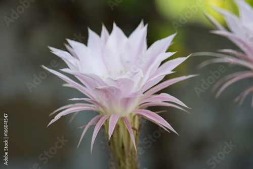 Echinopsis Flower