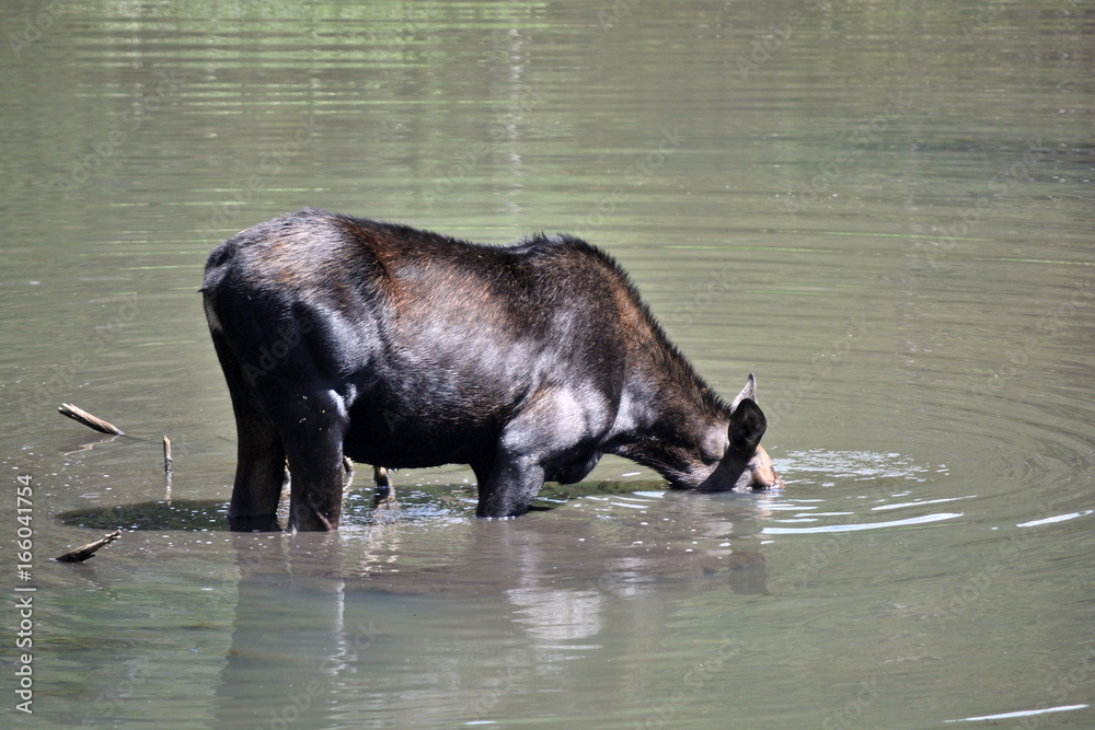 Female Moose in a Pond on a Sunny Day Female Moose in a Pond on a Sunny Day