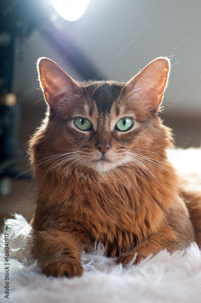 Somali cat ruddy color portrait