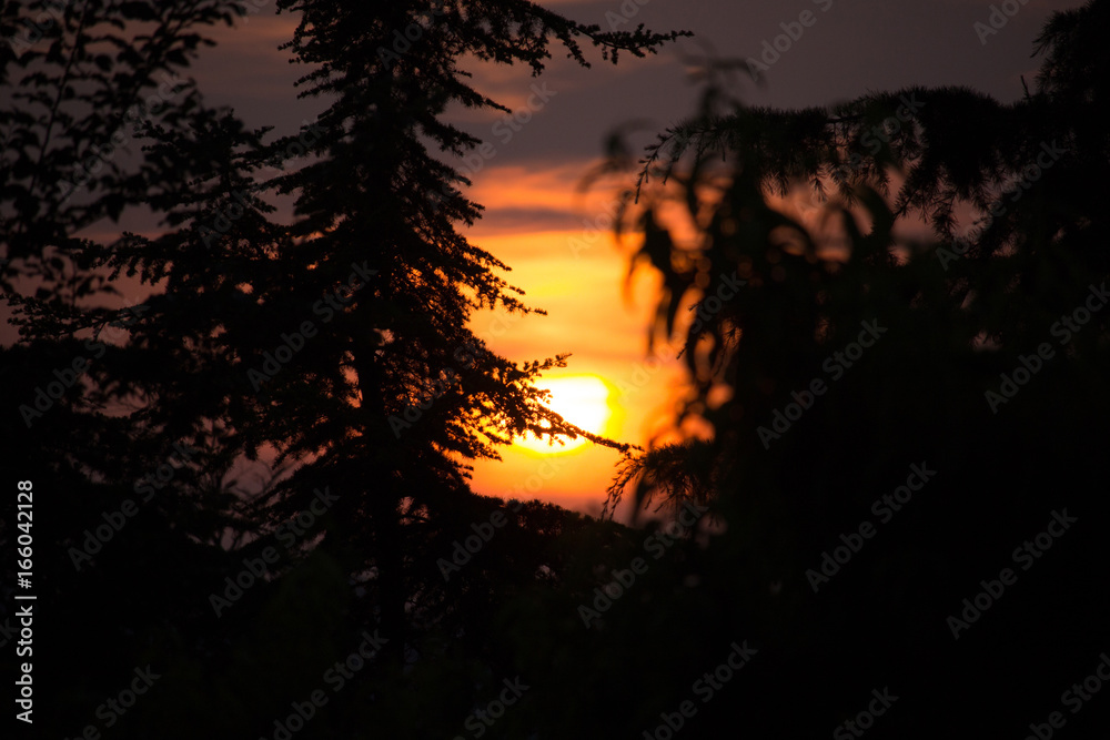 Pinus in the Sunset Pinus in the Sunset