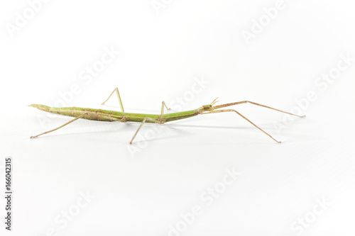 Insect stick on white background.