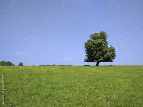 Lonely tree photo