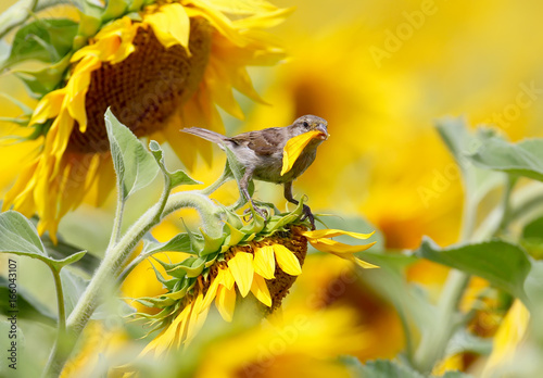 Sparrow With a leaf of sunflower in its beak photo