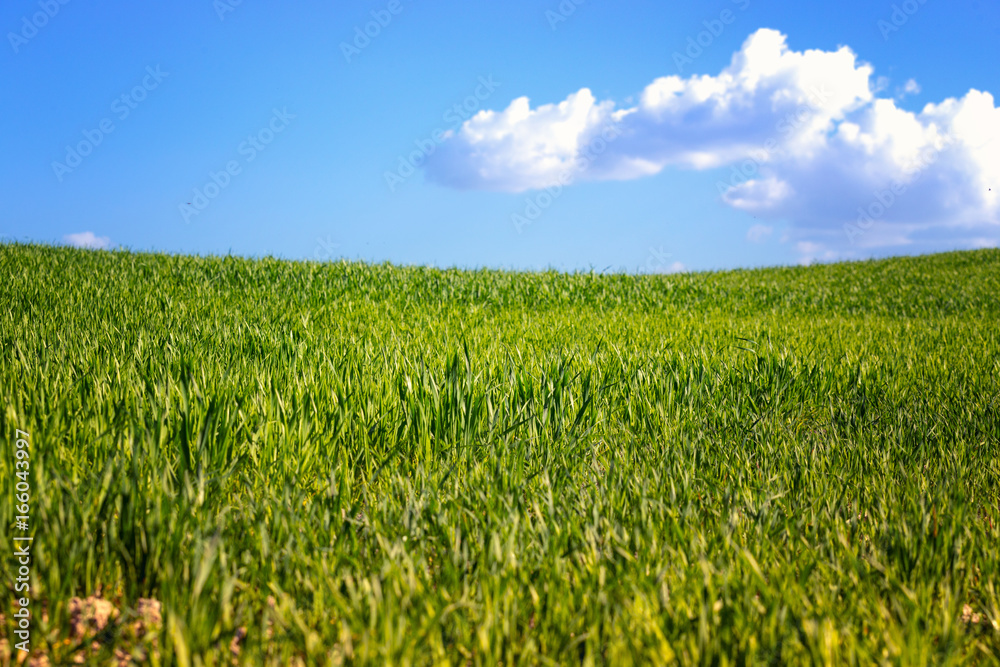 grass and sky grass and sky