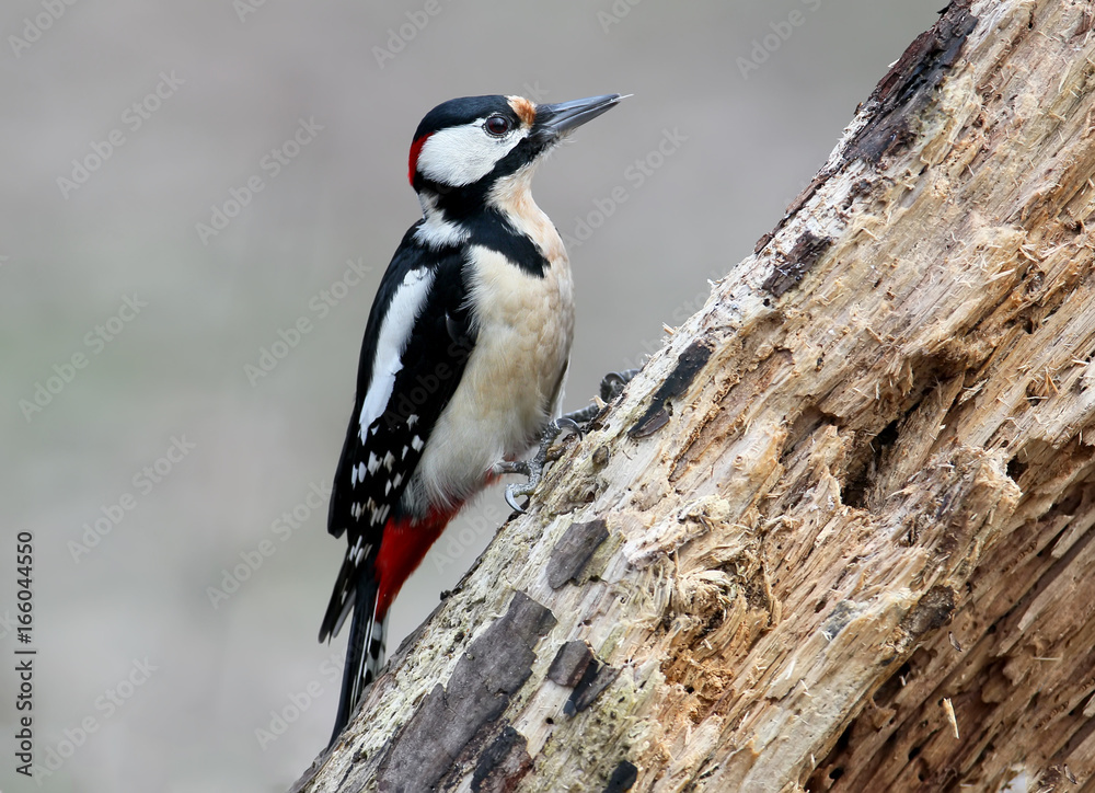 Male great spotted woodpecker closeup portrait. Male great spotted woodpecker closeup portrait.