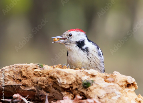 Middle spotted woodpecker closeup portrait with nut in beak. photo