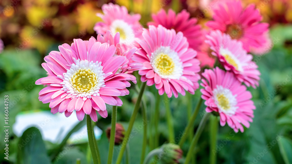 Beautiful pink, white and yellow Gerbera flowers in bloom. Beautiful pink, white and yellow Gerbera flowers in bloom.