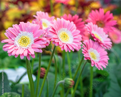 Beautiful pink  white and yellow Gerbera flowers in bloom.
