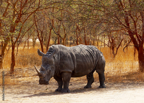 Rinoceronte en Senegal, África