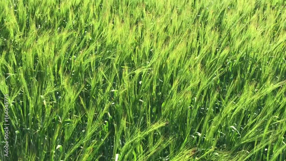 Field with green ears of wheat Field with green ears of wheat