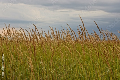 Высока трава на лугу на фоне неба