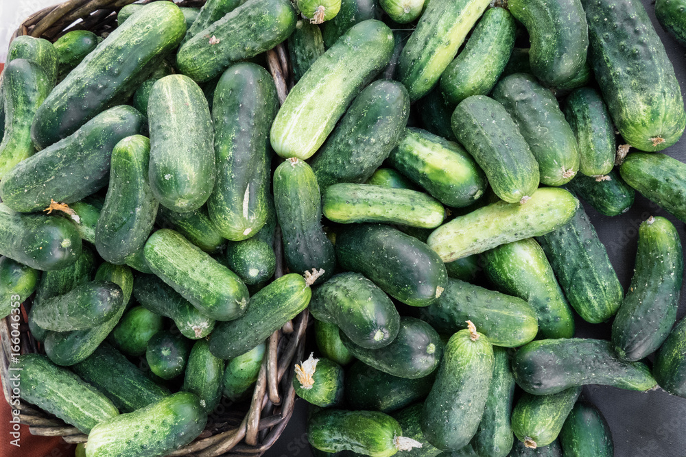 Pickling cucumbers Pickling cucumbers