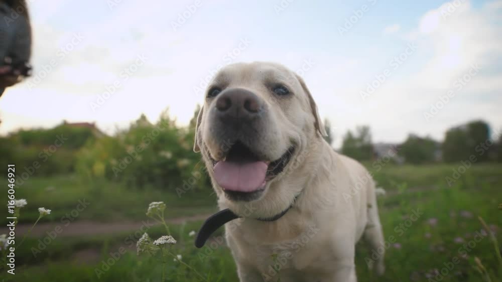 Labrador dog in close up. Female owner comes and fasten the leash