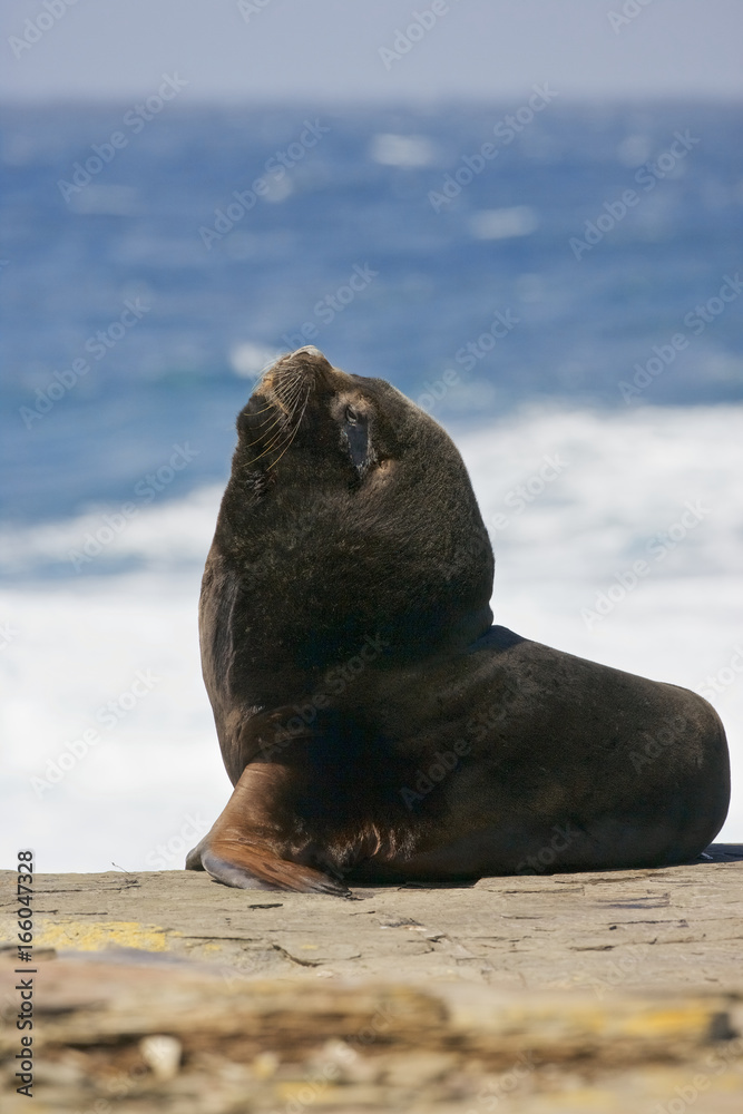 Fototapeta premium Southern Sea Lion (Otaria flavescens), Falkland Islands, Southern Ocean