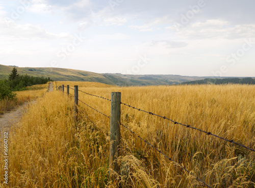 Barbed wire fence running parallel to a dirt pathway surrounded by tall native indian grass in Alberta photo