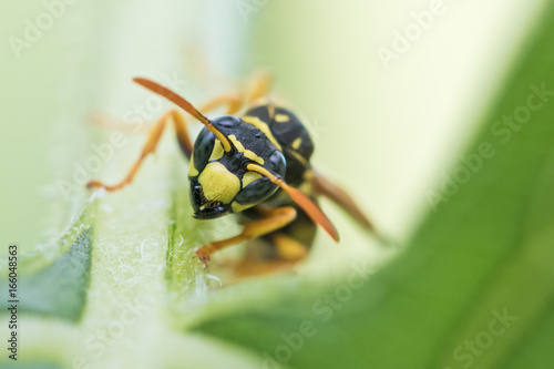 Wespe (Feldwespe) im Garten - Natürlicher Feind gegen Raupen © B. Plank/ imBILDE.at