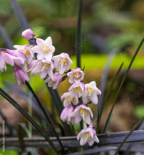 Closeup of Flowers on Black Mondo Grass (Ophiopogon planiscapus 'Nigrescens')