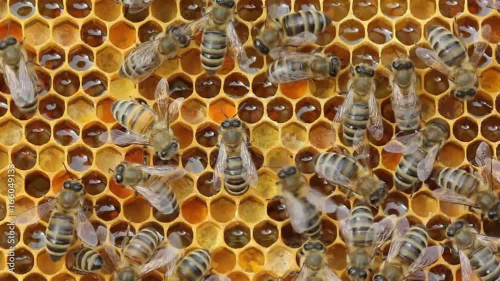 Beauty and color harmony in nature.
Honeycomb filled with nectar, honey and pollen. Beauty and color harmony in nature.
Honeycomb filled with nectar, honey and pollen.
