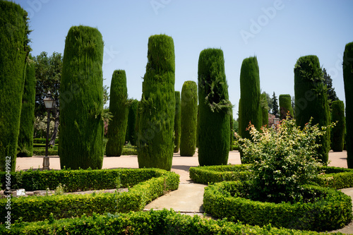 Tall trees in The jardines, royal garden of the Alcazar de los Reyes Cristianos, Cordoba, Spain, Europe