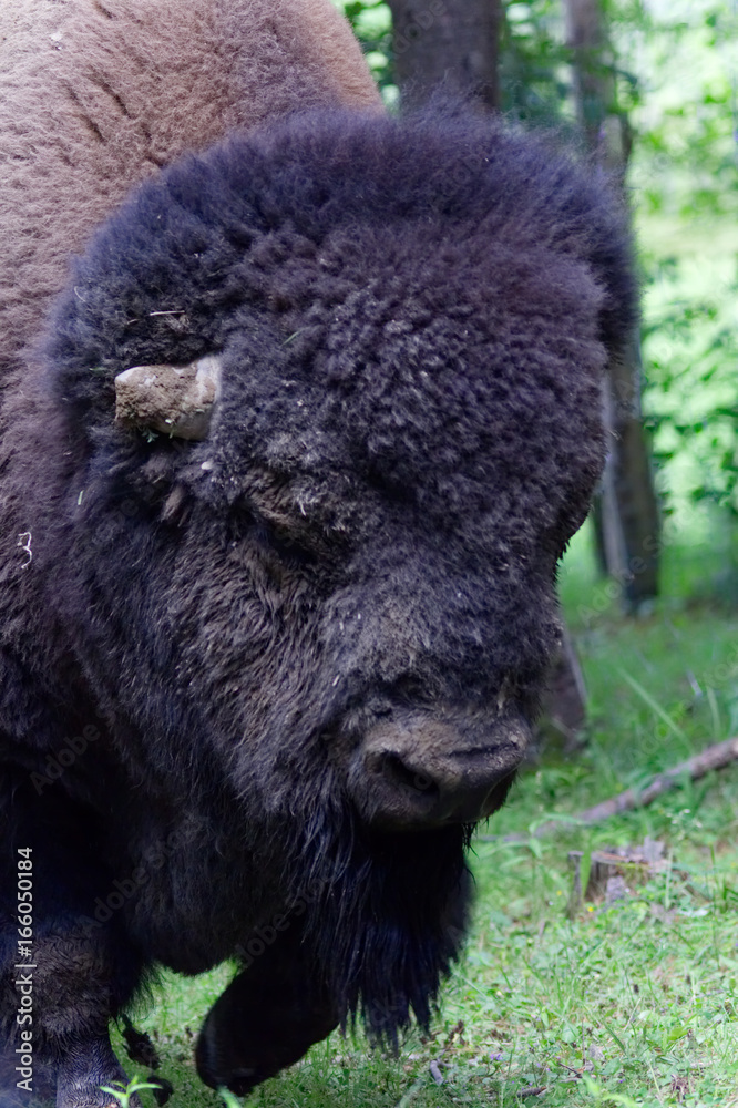 Close up of the American Buffalo head walking towards us-Stock photos Close up of the American Buffalo head walking towards us-Stock photos