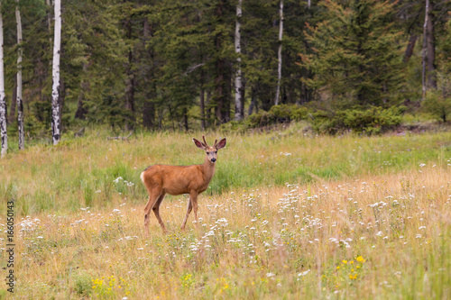 Colorado Mule Deer