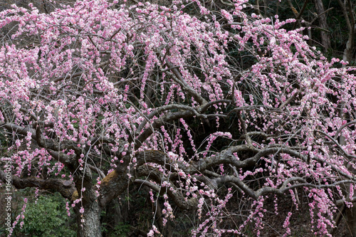 Weeping plum in Japan It looks like a majestic waterfall 