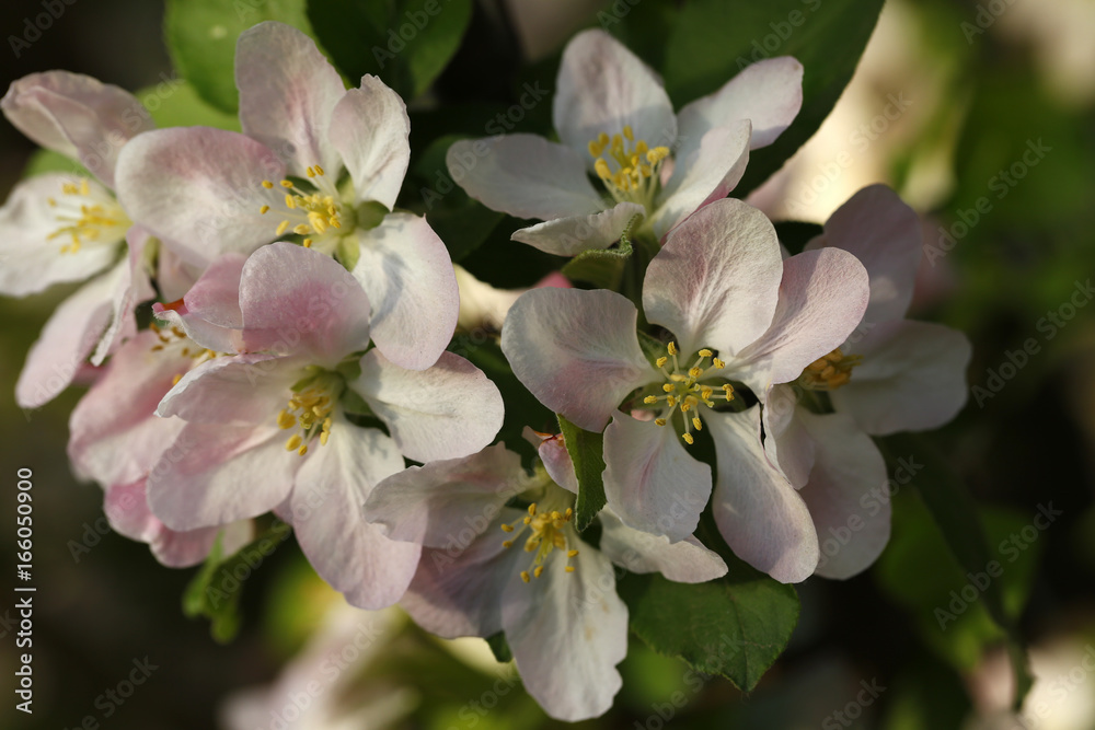 Fototapeta premium Chinese flowering crab-apple blooming