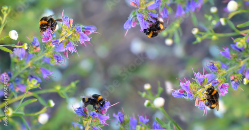 Busy bumblebees taking nectar. Toned picture.