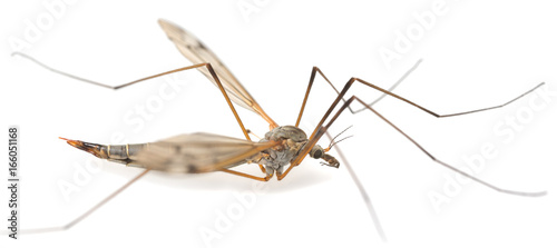 Crane fly, Tipulidae isolated on white background