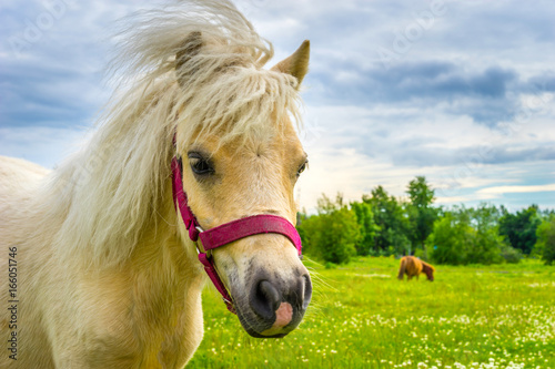 Fototapeta Naklejka Na Ścianę i Meble -  Horse looking at the camera. Portrait of a horse. White pony on a background of green grass. White Horse.