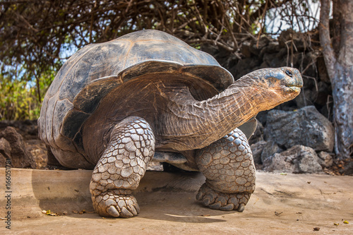 Galapagos Islands. Galapago...